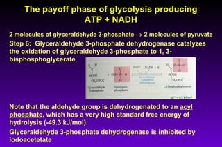 The payoff phase of glycolysis producingThe payoff phase of glycolysis producing
ATP + NADHATP + NADH
2 molecules of glyceraldehyde 3-phosphate → 2 molecules of pyruvate
Step 6: Glyceraldehyde 3-phosphate dehydrogenase catalyzes
the oxidation of glyceraldehyde 3-phosphate to 1, 3-
bisphosphoglycerate
Note that the aldehyde group is dehydrogenated to an acyl
phosphate, which has a very high standard free energy of
hydrolysis (-49.3 kJ/mol).
Glyceraldehyde 3-phosphate dehydrogenase is inhibited by
iodoacetetate
 