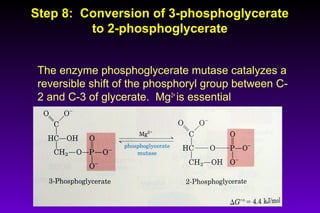 Step 8: Conversion of 3-phosphoglycerateStep 8: Conversion of 3-phosphoglycerate
to 2-phosphoglycerateto 2-phosphoglycerate
The enzyme phosphoglycerate mutase catalyzes a
reversible shift of the phosphoryl group between C-
2 and C-3 of glycerate. Mg2+
is essential
 