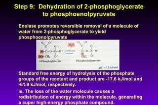 Step 9: Dehydration of 2-phosphoglycerateStep 9: Dehydration of 2-phosphoglycerate
to phosphoenolpyruvateto phosphoenolpyruvate
Enolase promotes reversible removal of a molecule of
water from 2-phosphoglycerate to yield
phosphoenolpyruvate
Standard free energy of hydrolysis of the phosphate
groups of the reactant and product are -17.6 kJ/mol and
-61.9 kJ/mol, respectively.
ie. The loss of the water molecule causes a
redistribution of energy within the molecule, generating
a super high-energy phosphate compound.
 