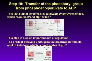 Step 10: Transfer of the phosphoryl groupStep 10: Transfer of the phosphoryl group
from phosphoenolpyruvate to ADPfrom phosphoenolpyruvate to ADP
This last step in glycolysis is catalyzed by pyruvate kinase,
which requires K+
and Mg 2+
or Mn 2+
This step is also an important site of regulation
The product pyruvate undergoes tautomerization from its
enol to keto form which is more stable at pH 7
 