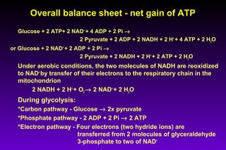 Overall balance sheet - net gain of ATPOverall balance sheet - net gain of ATP
Glucose + 2 ATP+ 2 NAD+
+ 4 ADP + 2 Pi →
2 Pyruvate + 2 ADP + 2 NADH + 2 H+
+ 4 ATP + 2 H2O
or Glucose + 2 NAD+
+ 2 ADP + 2 Pi →
2 Pyruvate + 2 NADH + 2 H+
+ 2 ATP + 2 H2O
Under aerobic conditions, the two molecules of NADH are reoxidized
to NAD+
by transfer of their electrons to the respiratory chain in the
mitochondrion
2 NADH + 2 H+
+ O2 → 2 NAD+
+ 2 H2O
During glycolysis:
*Carbon pathway - Glucose → 2x pyruvate
*Phosphate pathway - 2 ADP + 2 Pi → 2 ATP
*Electron pathway - Four electrons (two hydride ions) are
transferred from 2 molecules of glyceraldehyde
3-phosphate to two of NAD+
 