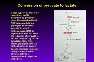 Conversion of pyruvate to lactateConversion of pyruvate to lactate
Under hypoxic or anaerobic
conditions, NADH
generated by glycolysis
cannot be reoxidized by O2 -
NAD+
is required during
glycolysis as electron
acceptor in step 6.
In these cases, NAD+
is
regenerated from NADH by
the reduction of pyruvate to
lactate, catalyzed by lactate
dehydrogenase. This
allows glycolysis to occur
in the absence of oxygen
Lactate produced in muscle
during a short burst of
physical activity is
converted back to glucose
in the liver.
 