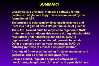 SUMMARYSUMMARY
Glycolysis is a universal metabolic pathway for the
catabolism of glucose to pyruvate accompanied by the
formation of ATP.
The process is catalyzed by 10 cytosolic enzymes and
there is a net gain of two ATPs per molecule of glucose.
The NADH formed must be recycled to regenerate NAD+
.
Under aerobic conditions this occurs during mitochondrial
respiration; under anaerobic conditions, NAD+
is
regenerated by the conversion of pyruvate to lactate.
Other organisms such as yeast regenerate NAD+
by
reducing pyruvate to ethanol + CO2 (fermentation)
A variety of D-hexoses, including fructose, mannose, and
galactose, can be funneled into glycolysis.
Enzyme limited, regulated steps are catalyzed by
hexokinase, phosphofructokinase-1, and pyruvate kinase.
 