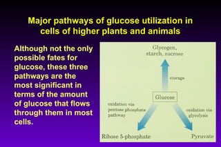 Major pathways of glucose utilization inMajor pathways of glucose utilization in
cells of higher plants and animalscells of higher plants and animals
Although not the only
possible fates for
glucose, these three
pathways are the
most significant in
terms of the amount
of glucose that flows
through them in most
cells.
 