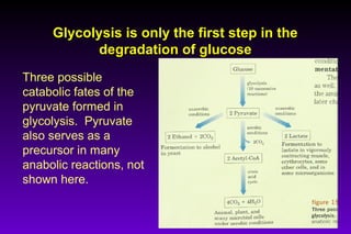 Glycolysis is only the first step in theGlycolysis is only the first step in the
degradation of glucosedegradation of glucose
Three possible
catabolic fates of the
pyruvate formed in
glycolysis. Pyruvate
also serves as a
precursor in many
anabolic reactions, not
shown here.
 