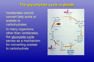The glycoxylate cycleThe glycoxylate cycle in plantsin plants
Vertebrates cannot
convert fatty acids or
acetate to
carbohydrates
In many organisms
other than vertebrates,
the glyoxylate cycle
serves as a mechanism
for converting acetate
to carbohydrate
 