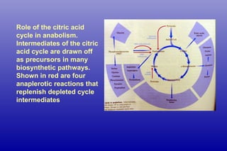 Role of the citric acid
cycle in anabolism.
Intermediates of the citric
acid cycle are drawn off
as precursors in many
biosynthetic pathways.
Shown in red are four
anaplerotic reactions that
replenish depleted cycle
intermediates
 