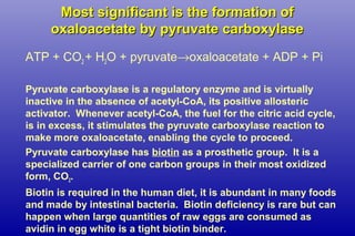 Most significant is the formation ofMost significant is the formation of
oxaloacetate by pyruvate carboxylaseoxaloacetate by pyruvate carboxylase
ATP + CO2 + H2O + pyruvate→oxaloacetate + ADP + Pi
Pyruvate carboxylase is a regulatory enzyme and is virtually
inactive in the absence of acetyl-CoA, its positive allosteric
activator. Whenever acetyl-CoA, the fuel for the citric acid cycle,
is in excess, it stimulates the pyruvate carboxylase reaction to
make more oxaloacetate, enabling the cycle to proceed.
Pyruvate carboxylase has biotin as a prosthetic group. It is a
specialized carrier of one carbon groups in their most oxidized
form, CO2.
Biotin is required in the human diet, it is abundant in many foods
and made by intestinal bacteria. Biotin deficiency is rare but can
happen when large quantities of raw eggs are consumed as
avidin in egg white is a tight biotin binder.
 