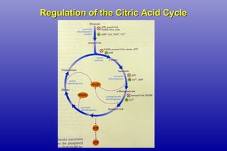 Regulation of the Citric Acid CycleRegulation of the Citric Acid Cycle
 