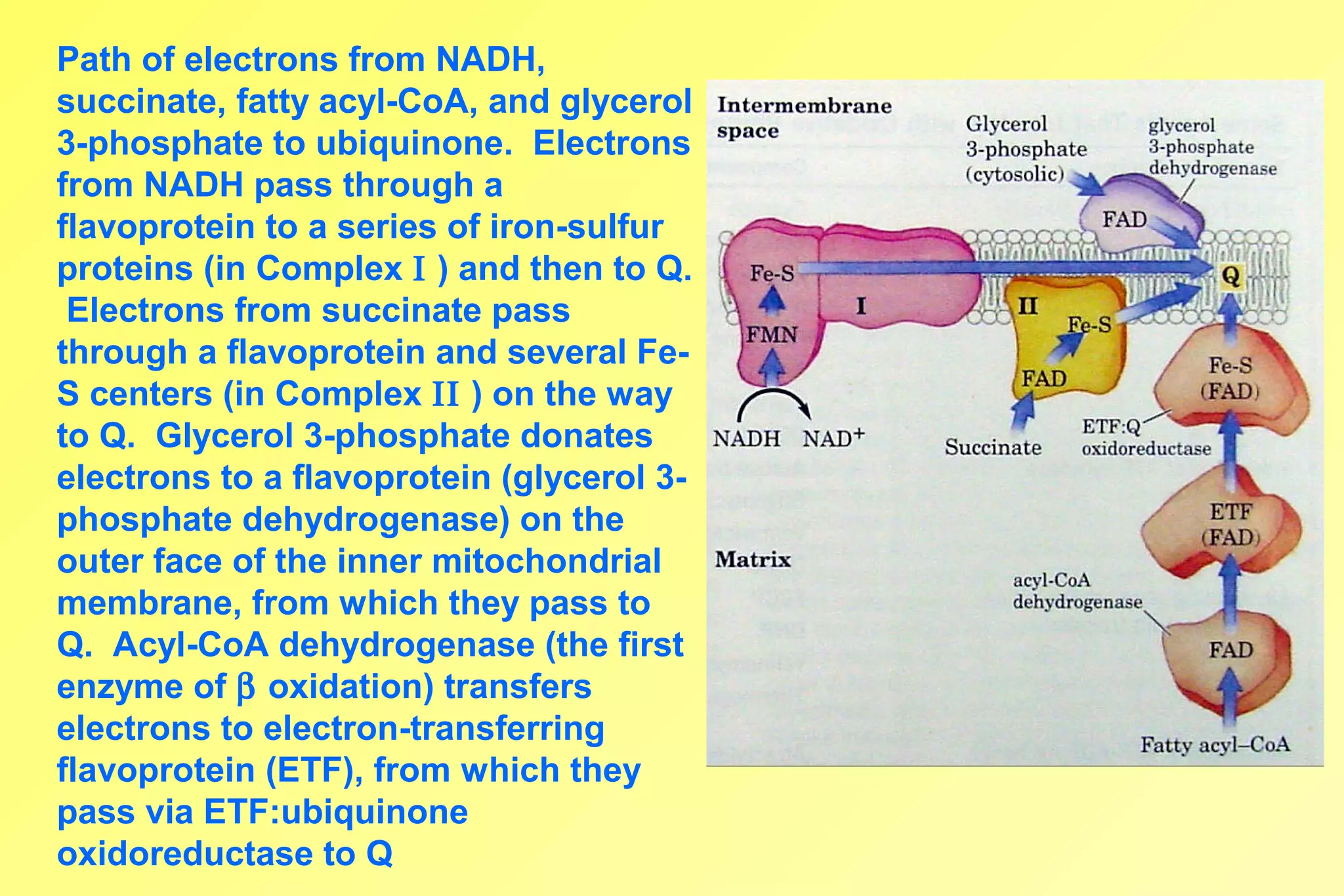 Electron Transport and Oxidative Phosphorylation | PPT