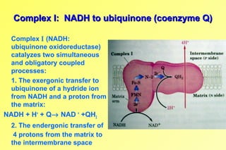 Electron Transport and Oxidative Phosphorylation | PPT