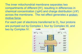 Electron Transport and Oxidative Phosphorylation | PPT