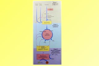 Electron Transport and Oxidative Phosphorylation | PPT