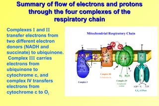 Electron Transport and Oxidative Phosphorylation | PPT