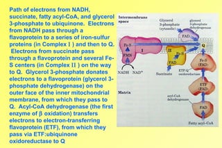 Electron Transport and Oxidative Phosphorylation | PPT