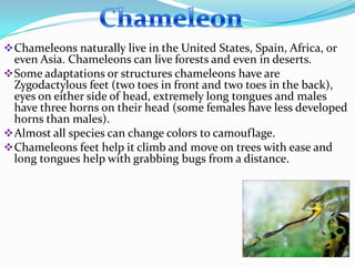  Chameleons naturally live in the United States, Spain, Africa, or
  even Asia. Chameleons can live forests and even in deserts.
 Some adaptations or structures chameleons have are
  Zygodactylous feet (two toes in front and two toes in the back),
  eyes on either side of head, extremely long tongues and males
  have three horns on their head (some females have less developed
  horns than males).
 Almost all species can change colors to camouflage.
 Chameleons feet help it climb and move on trees with ease and
  long tongues help with grabbing bugs from a distance.
 