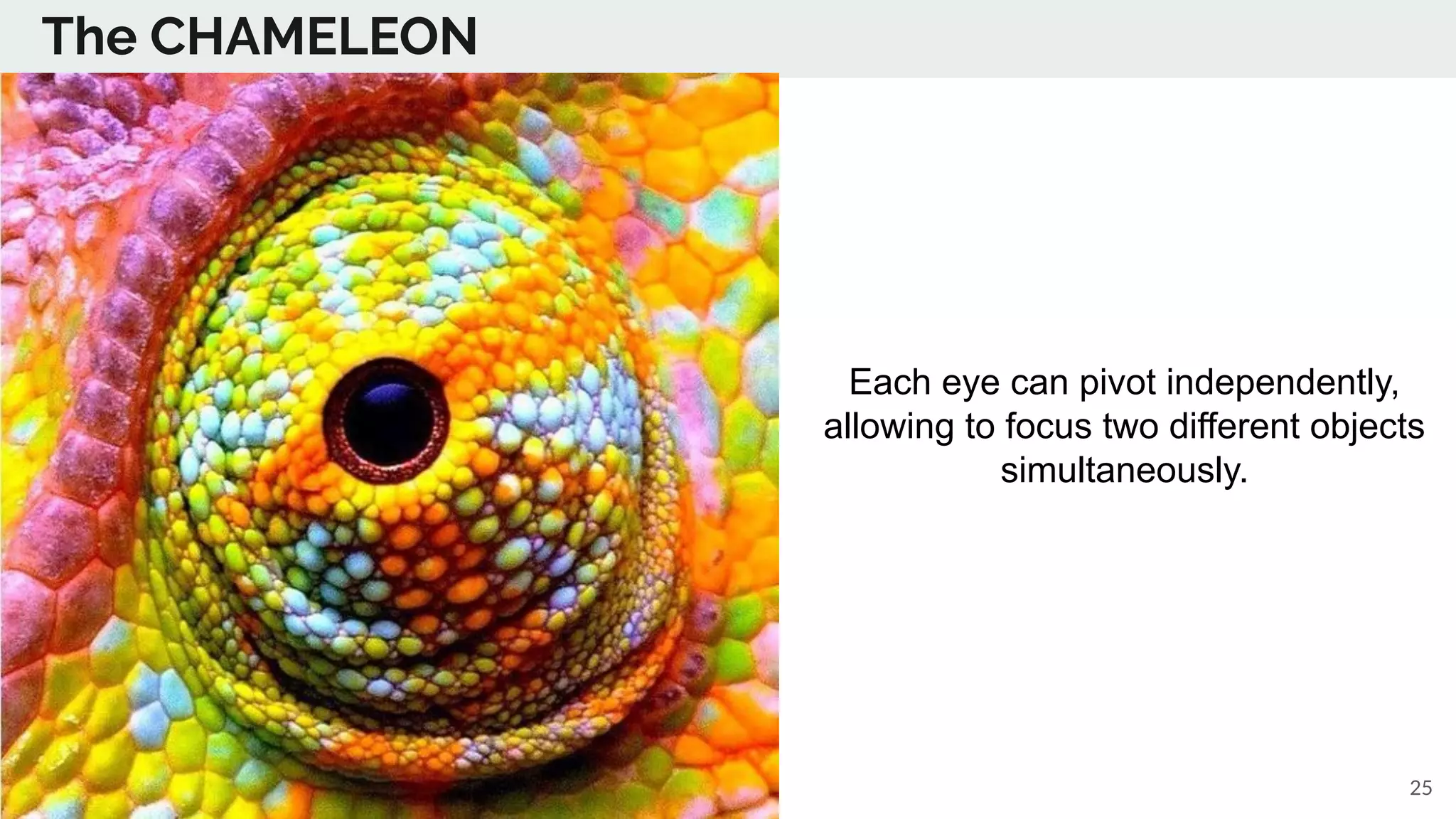 The CHAMELEON
Each eye can pivot independently,
allowing to focus two different objects
simultaneously.
25
 
