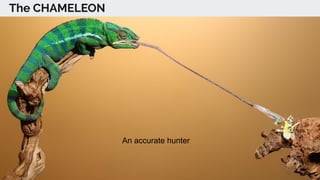 The CHAMELEON
An accurate hunter
26
 