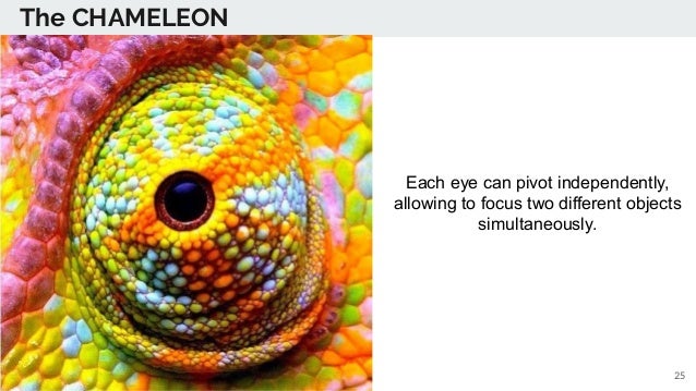 Chameleon thesis 06 image