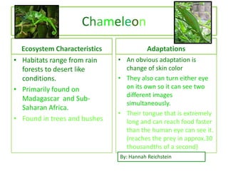 Chameleon
  Ecosystem Characteristics              Adaptations
• Habitats range from rain    • An obvious adaptation is
  forests to desert like        change of skin color
  conditions.                 • They also can turn either eye
• Primarily found on            on its own so it can see two
                                different images
  Madagascar and Sub-
                                simultaneously.
  Saharan Africa.
                              • Their tongue that is extremely
• Found in trees and bushes     long and can reach food faster
                                than the human eye can see it.
                                (reaches the prey in approx.30
                                thousandths of a second)
                              By: Hannah Reichstein
 