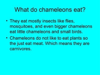 What do chameleons eat? They eat mostly insects like flies, mosquitoes, and even bigger chameleons eat little chameleons and small birds. Chameleons do not like to eat plants so the just eat meat. Which means they are carnivores. 