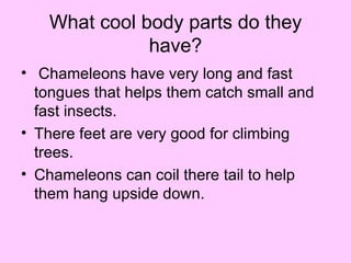 What cool body parts do they have? Chameleons have very long and fast tongues that helps them catch small and fast insects. There feet are very good for climbing trees. Chameleons can coil there tail to help them hang upside down. 