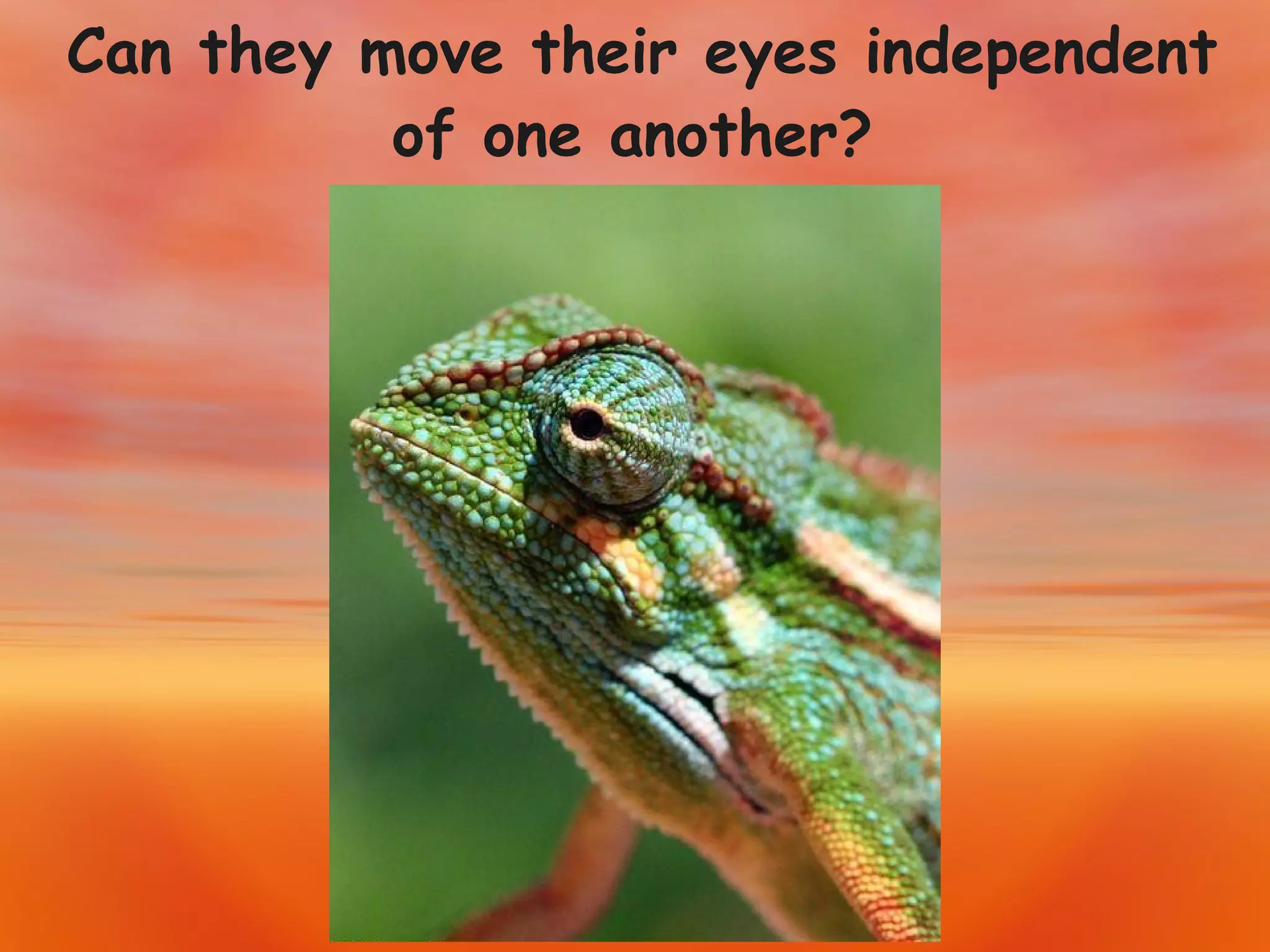 Can they move their eyes independent of one another?   