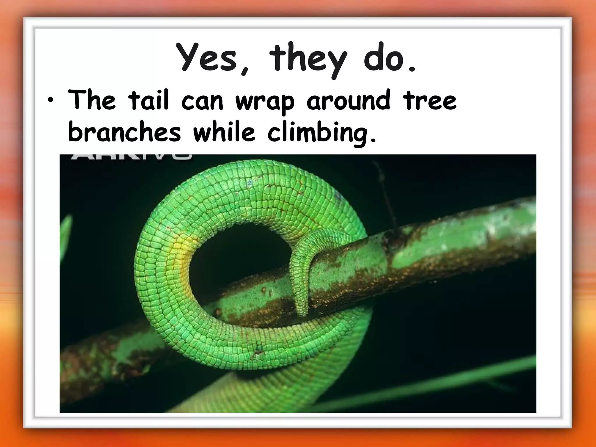 Yes, they do. The tail can wrap around tree branches while climbing. 