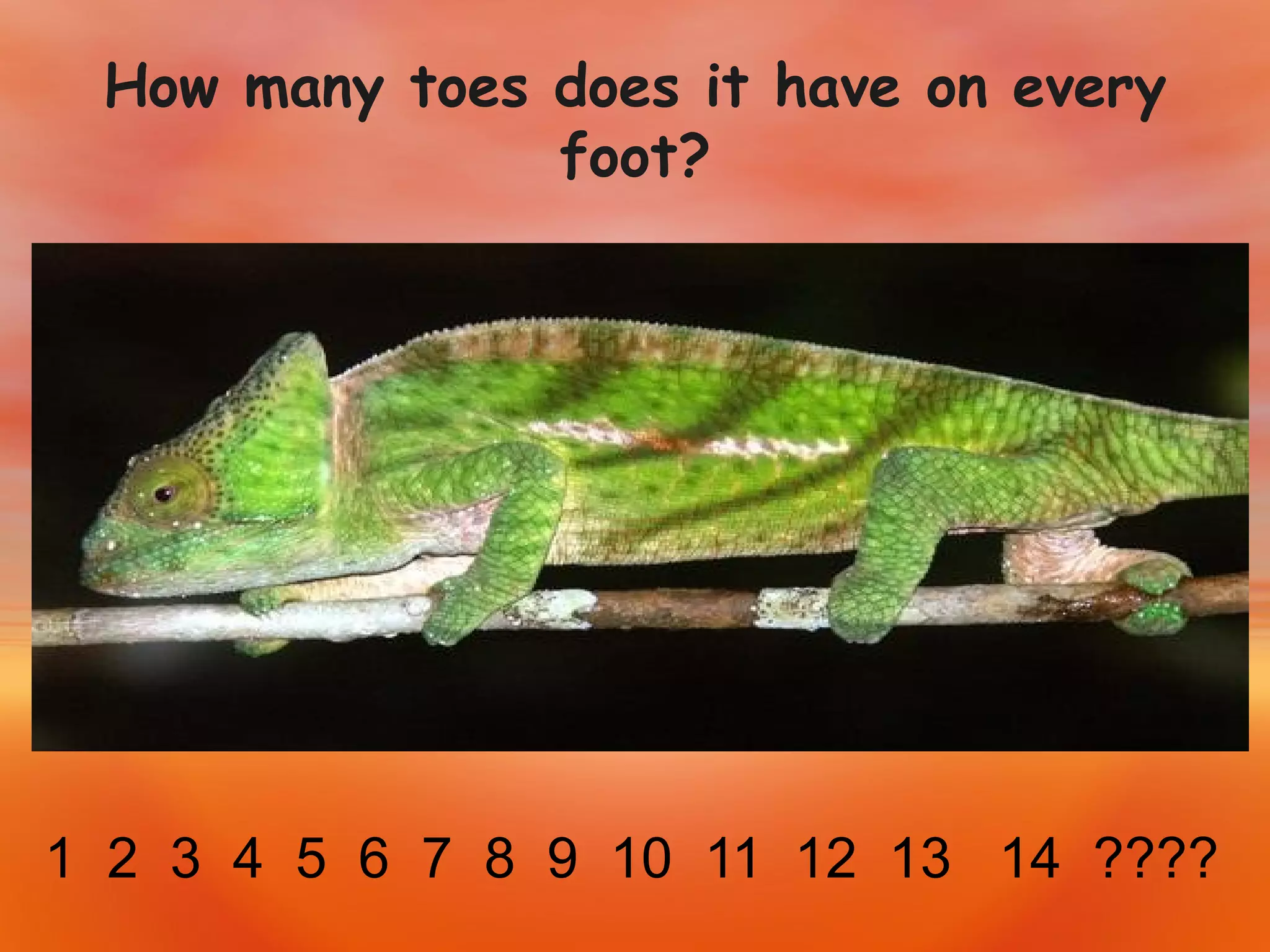 How many toes does it have on every foot? 1  2  3  4  5  6  7  8  9  10  11  12  13  14  ???? 