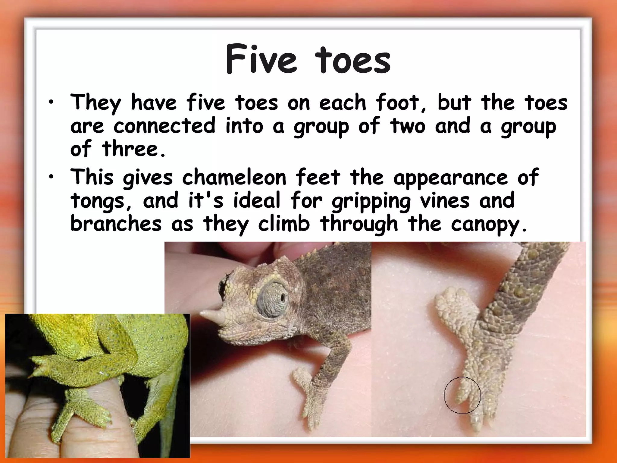 Five toes They have five toes on each foot, but the toes are connected into a group of two and a group of three. This gives chameleon feet the appearance of tongs, and it's ideal for gripping vines and branches as they climb through the canopy.   