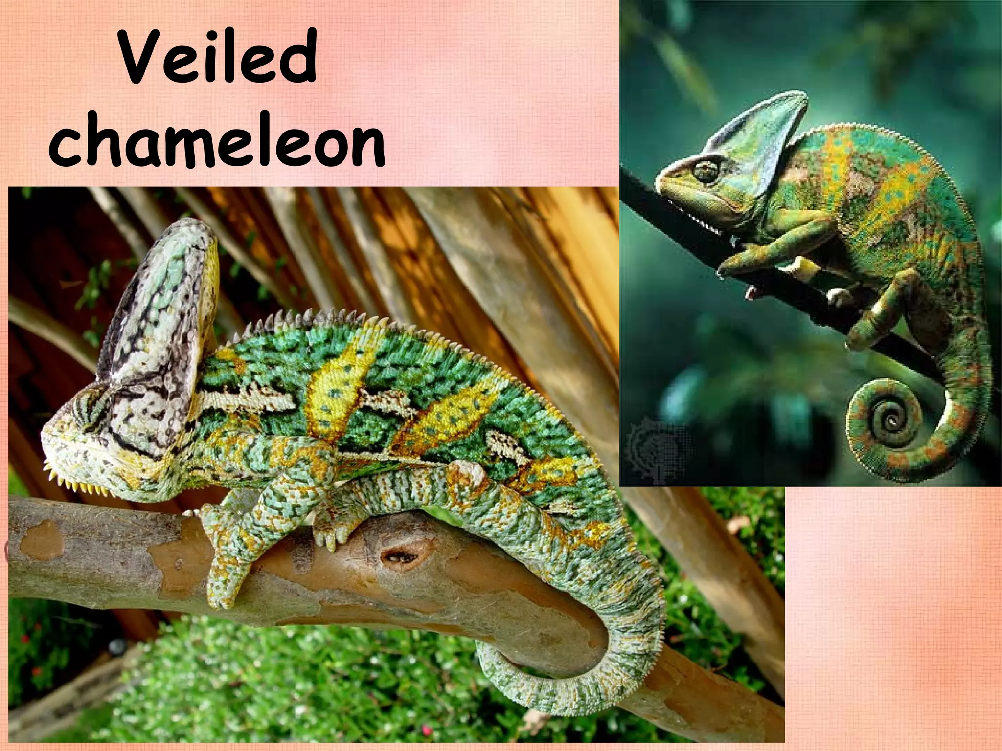 Veiled chameleon   