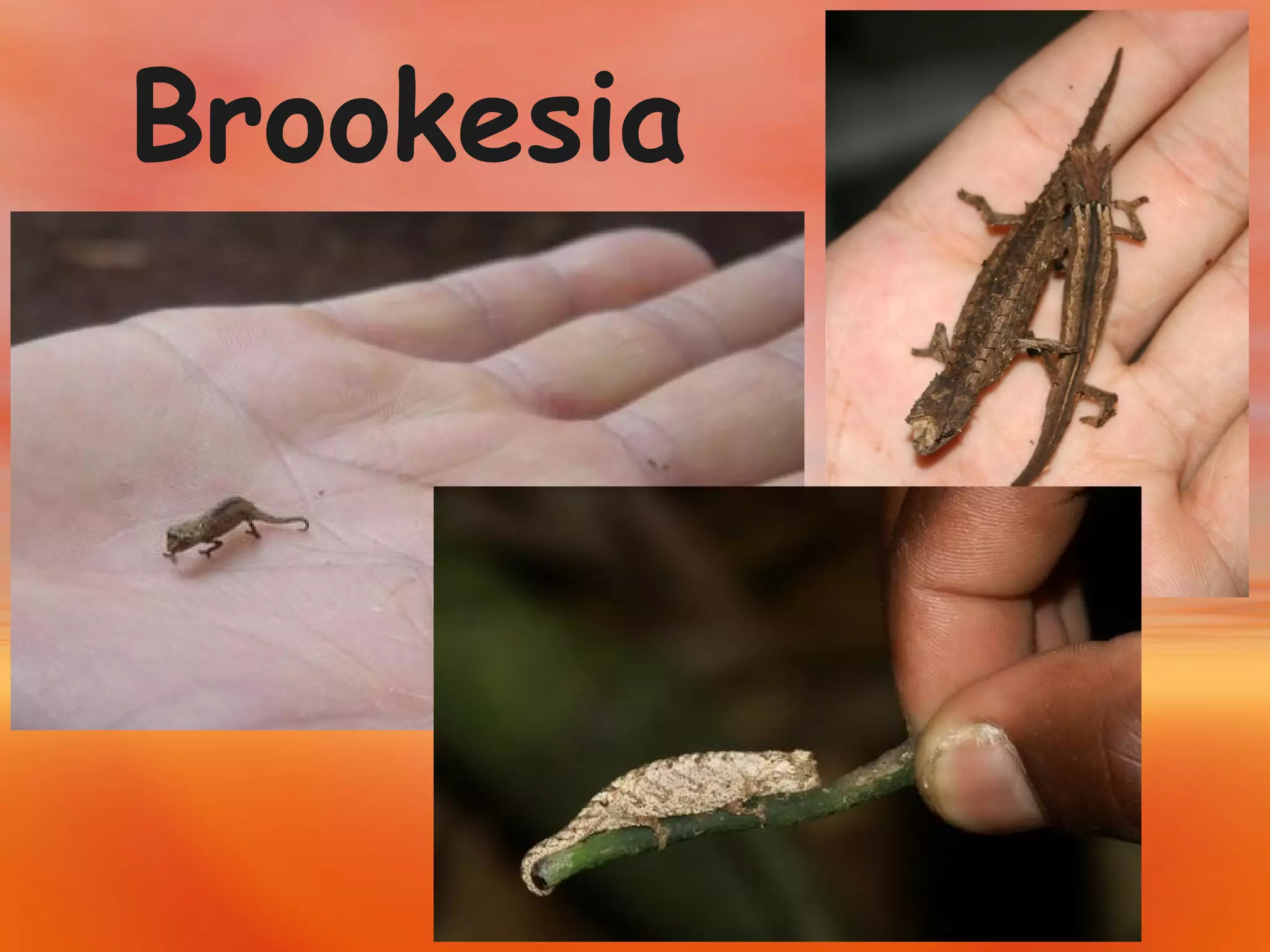 Brookesia  