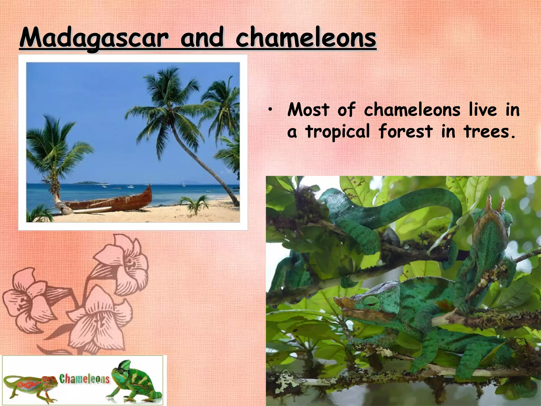 Madagascar and chameleons Most of chameleons live in a tropical forest in trees. 