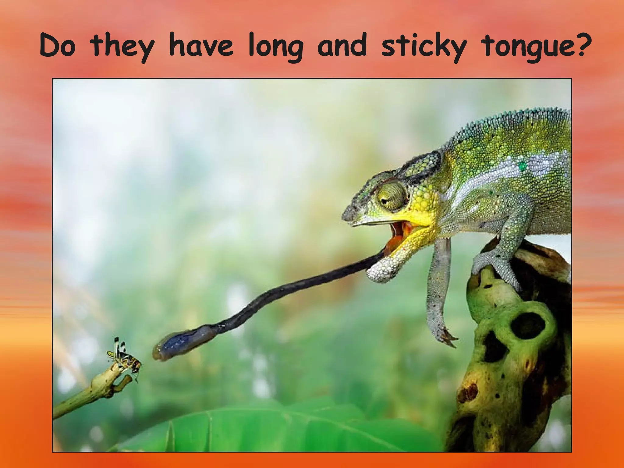 Do they have long and sticky tongue? 
