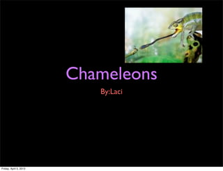 Chameleons
                           By:Laci




Friday, April 5, 2013
 