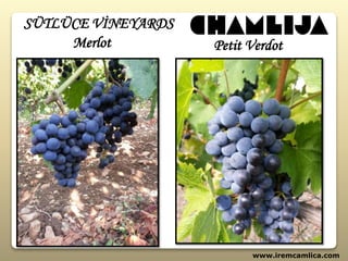 www.iremcamlica.com
Merlot Petit Verdot
SÜTLÜCE VİNEYARDS
 