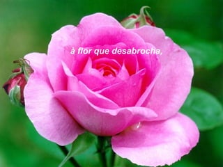 à flor que desabrocha,
 