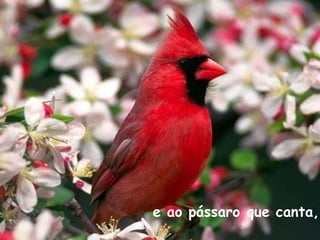 e ao pássaro que canta,   