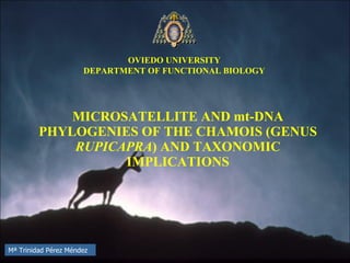 MICROSATELLITE AND mt-DNA PHYLOGENIES OF THE CHAMOIS (GENUS  RUPICAPRA ) AND TAXONOMIC IMPLICATIONS OVIEDO UNIVERSITY DEPARTMENT OF FUNCTIONAL BIOLOGY Mª Trinidad Pérez Méndez 