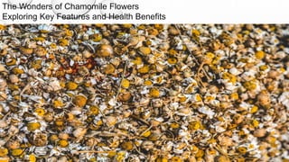 The Wonders of Chamomile Flowers
Exploring Key Features and Health Benefits
 