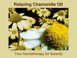 Relaxing Chamomile Oil Your Aromatherapy for Serenity 