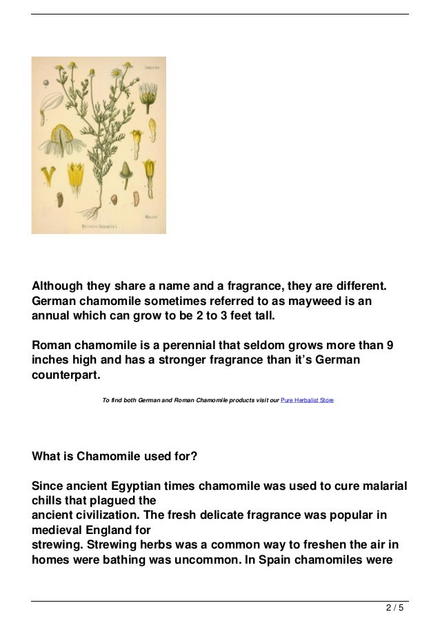 Chamomile Uses