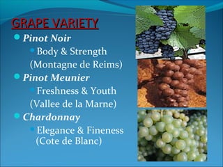 GRAPE VARIETYGRAPE VARIETY
Pinot Noir
Body & Strength
(Montagne de Reims)
Pinot Meunier
Freshness & Youth
(Vallee de la Marne)
Chardonnay
Elegance & Fineness
(Cote de Blanc)
 