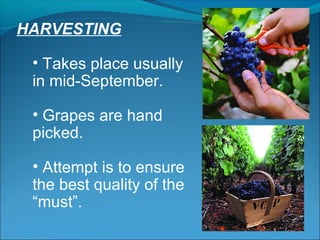 HARVESTING
• Takes place usually
in mid-September.
• Grapes are hand
picked.
• Attempt is to ensure
the best quality of the
“must”.
 
