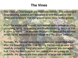 The Vines
• The vines of Champagne are monitored strictly. The authorized
three pruning systems are designed to limit the yield of the
vines and to ensure that the grapes grow close to the ground.
• From the winter until August, successive tasks include pruning,
ploughing, tying, de-budding and finally trimming. Much of this
is done by hand. The weather decides the dates of the harvest,
which varies according to the village and the grape varieties.
• Typically, the harvest takes place in Autumn, a hundred days
after the flowering of the vine. During the harvest, grapes are
carefully picked by hand and sorted to remove any damaged
fruit. Only the best bunches are picked and as quickly as
possible, the grapes are then pressed in large low presses.
Refer Notes

 