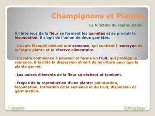 Champignons et Plantes
                                            La fonction de reproduction

   Á l’intérieur de la fleur se forment les gamètes et se produit la
   fécondation, il s’agit de l’union de deux gamètes.

   •L’ovule fécondé devient une semence, qui contient l ‘embryon de
   la future plante et la réserve alimentaire.

   •L’ovaire commence à pousser et forme un fruit, qui protège la
   semence, il facilite la dispersion et sert de norriture pour que la
   plante germe.

   •   Les autres éléments de la fleur se sèchent et tombent.

   •Étapes de la reproduction d’une plante: polinisation,
   fecondation, formation de la semence et du fruit, dispersion et
   germination.



Internenes                                                      PiensoyJuego
 
