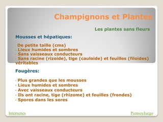 Champignons et Plantes
                                        Les plantes sans fleurs
   Mousses et hépatiques:
   • De petite taille (cms)
   • Lieux humides et sombres
   • Sans vaisseaux conducteurs
   • Sans racine (rizoide), tige (cauloide) et feuilles (filoides)
   véritables

   Fougères:

   • Plus grandes que les mousses
   • Lieux humides et sombres
   • Avec vaisseaux conducteurs
   • Ils ont racine, tige (rhizome) et feuilles (frondes)
   • Spores dans les sores



Internenes                                               PiensoyJuego
 