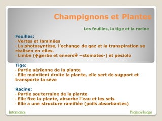 Champignons et Plantes
                                   Les feuilles, la tige et la racine

   Feuilles:
   • Vertes et laminées
   • La photosyntèse, l’echange de gaz et la transpiration se
   réalisen en elles.
   • Limbe (gerbe et envers –stomates-) et peciolo

   Tige:
   • Partie aérienne de la plante
   • Elle maintient droite la plante, elle sert de support et
   transporte la sève

   Racine:
   • Partie souterraine de la plante
   • Elle fixe la plante, absorbe l’eau et les sels
   • Elle a une structure ramifiée (poils absorbantes)

Internenes                                                 PiensoyJuego
 