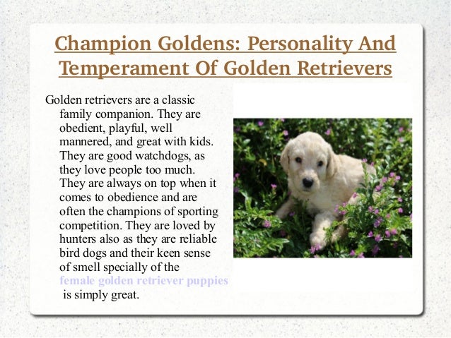 champion bloodline golden retriever puppies