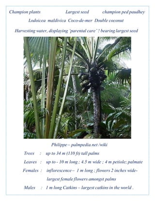 Champion plants Largest seed champion ped paudhey
Lodoicea maldivica Coco-de-mer Double coconut
Harvesting water, displaying ‘parental care’ ! bearing largest seed
Philippe – palmpedia.net /wiki
Trees : up to 34 m (110 ft) tall palms
Leaves : up to - 10 m long ; 4.5 m wide ; 4 m petiole; palmate
Females : inflorescence – 1 m long ; flowers 2 inches wide-
largest female flowers amongst palms
Males : 1 m long Catkins – largest catkins in the world .
 